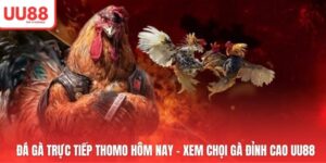 Đá Gà Trực Tiếp Thomo Hôm Nay