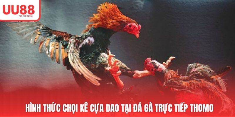 Hình thức chọi kê cựa dao tại đá gà trực tiếp thomo