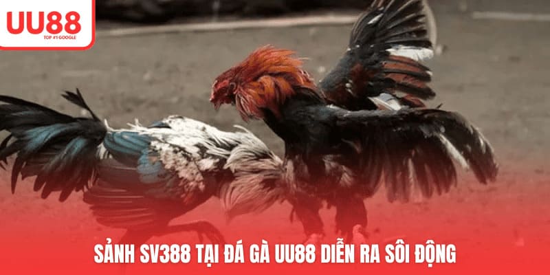Sảnh SV388 tại đá gà UU88 diễn ra sôi động