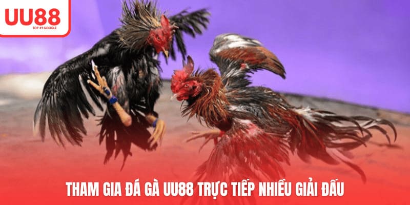 Tham gia đá gà UU88 trực tiếp nhiều giải đấu