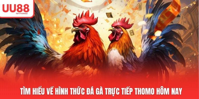 Tìm hiểu về hình thức đá gà trực tiếp thomo hôm nay